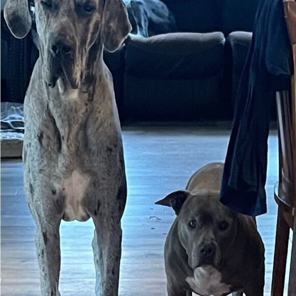 Like this listing to be notified of our lives - Picture 5 of 6